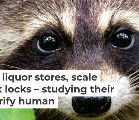 The moment you look away from those adorable eyes, these mischievous creatures will sneak out of your lab. Joshua J. Cotten/Unsplash, CC BY-SA